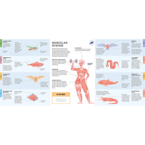 Foldout Anatomy: An Interactive Look Inside Humans and Animals - Bushel & Peck Books (Hardback)