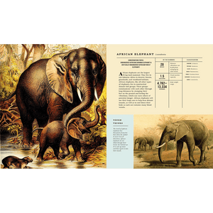 Mammalia: An Illustrated Guide to the World of Mammals - Bushel & Peck Books (Hardback)