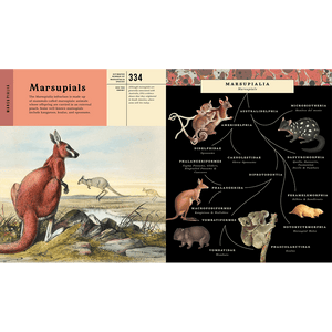 Mammalia: An Illustrated Guide to the World of Mammals - Bushel & Peck Books (Hardback)