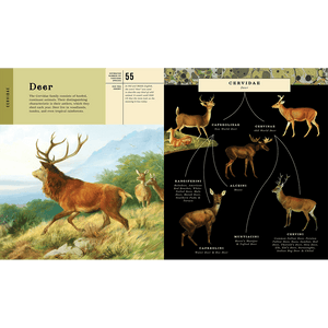 Mammalia: An Illustrated Guide to the World of Mammals - Bushel & Peck Books (Hardback)