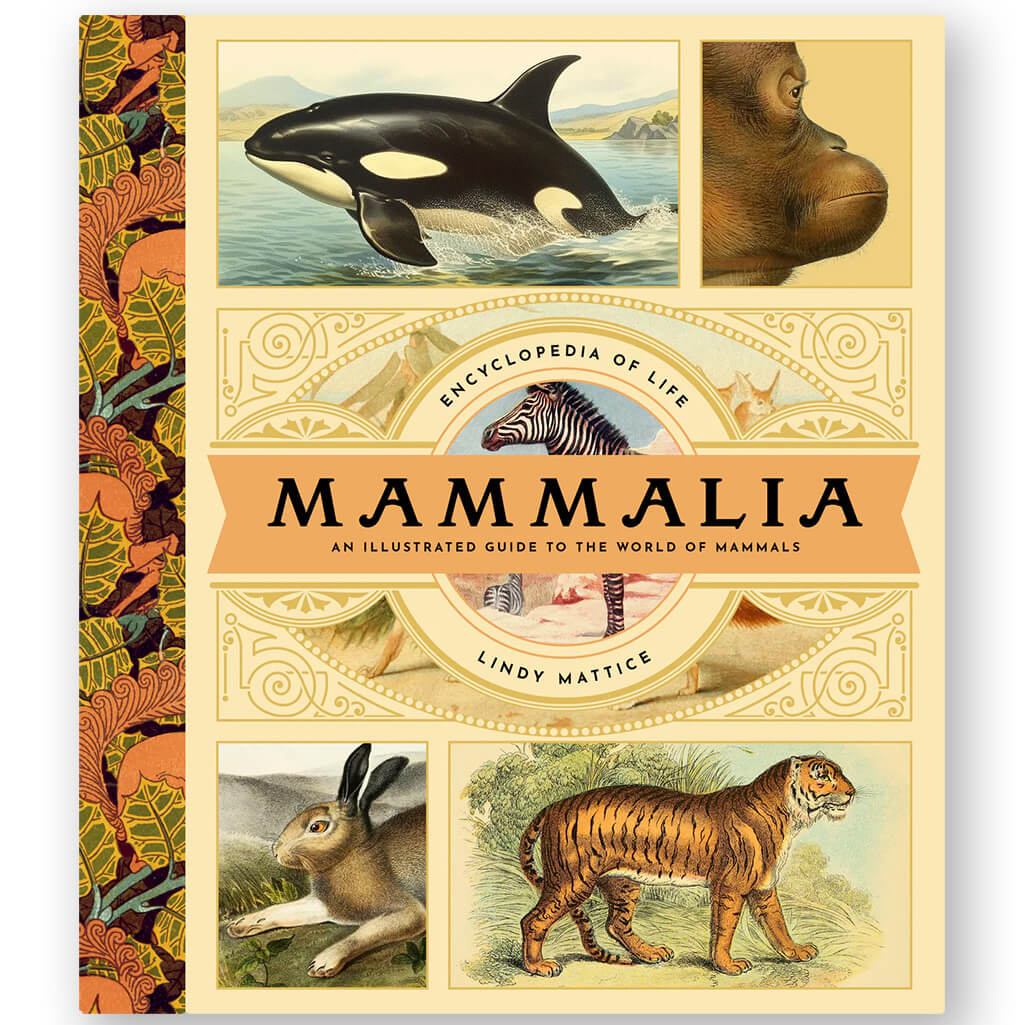 Mammalia: An Illustrated Guide to the World of Mammals - Bushel & Peck Books (Hardback)