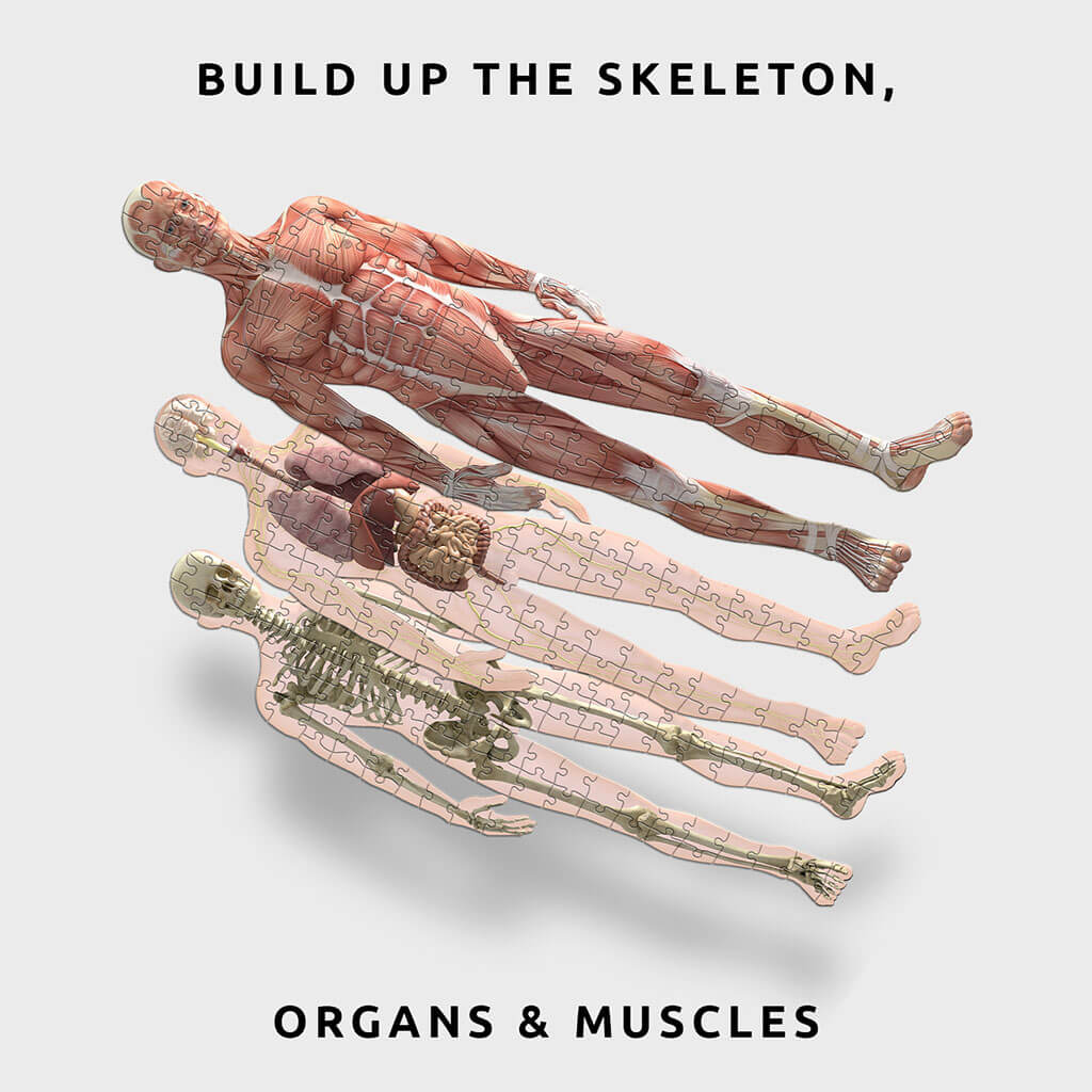 Anatomy Jigsaw Puzzles (303 Pieces) - Pikkii