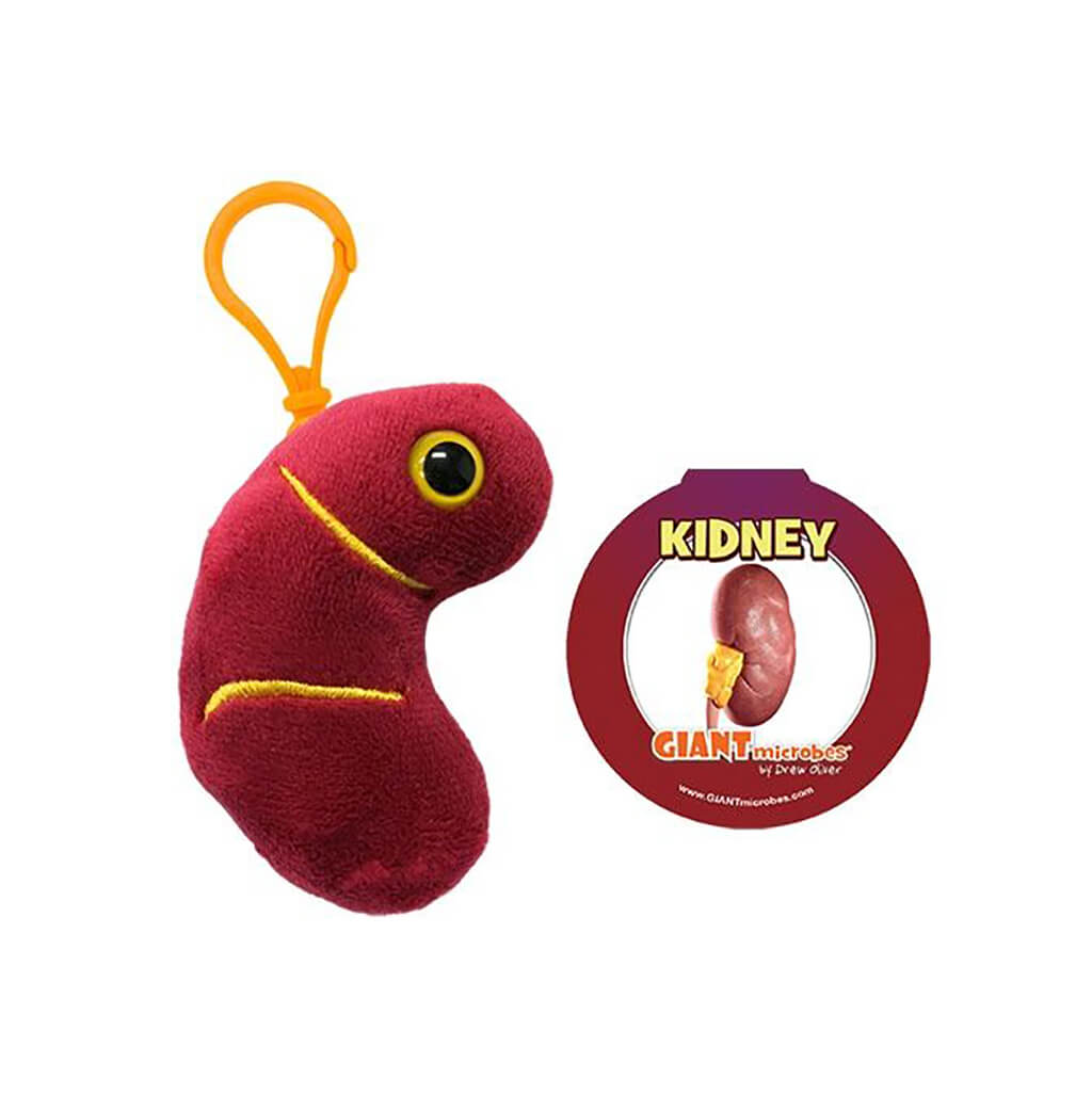 Kidney stuffed best sale animal